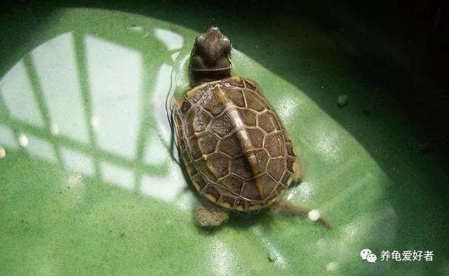 漫长的养龟之路，最难的不是养不活而是坚持！